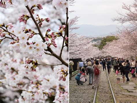 Hanami Les 15 Endroits Où Voir Les Cerisiers En Fleurs à Kyoto Japon