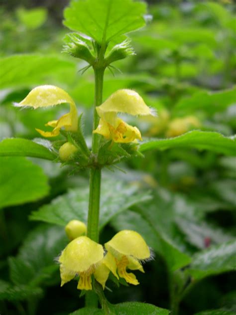 Identify yellow dock via its pictures, habitat, height, flowers and leaves. yellow_archangel_flowers_closeup.ashx