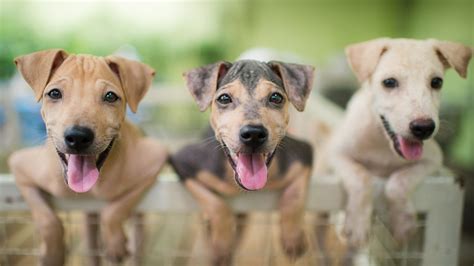 We adhere to updated cdc recommendations for pet stores and ask that anyone entering our store wear a protective face covering, practice social distancing, refrain. New Jersey Passes Adorable Bill Requiring Pet Stores to ...