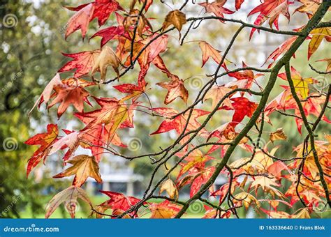 Sweet Gum Tree Leaves In The Park Stock Photo Image Of Liquidambar