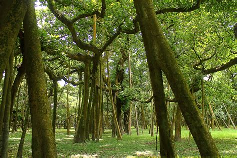 The Great Banyan Tree Of India