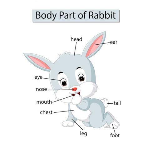 Premium Vector Diagram Showing Body Part Of Rabbit