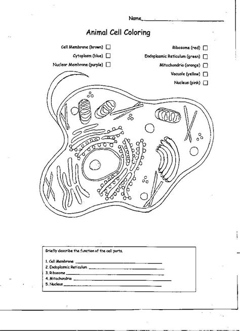 The vacuole in an an animal cell is smaller in size, or absent. Blank Plant Cell Diagram | Notify RSS Backlinks Source ...