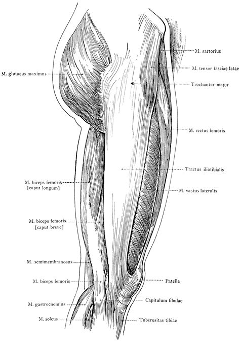 Anatomy Of The Thigh