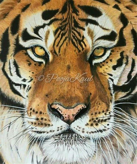 The Big Cat Siberian Tiger In Pencil Color On A4 Size Sheet Reference