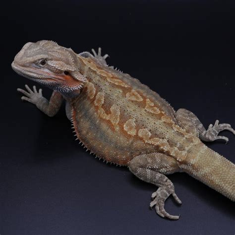12 Types Of Bearded Dragons Morphs Pets Nurturing 2024