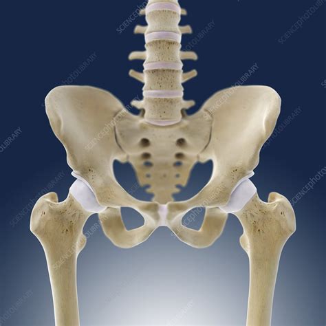 Hip Bone Anatomy Diagram Blank