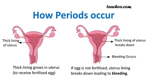 It typically occurs in 28 day. Menstruation, Menopause and Menarche - Explained - Teachoo