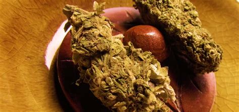 Medyczna Marihuana W Pytaniach I Odpowiedziach