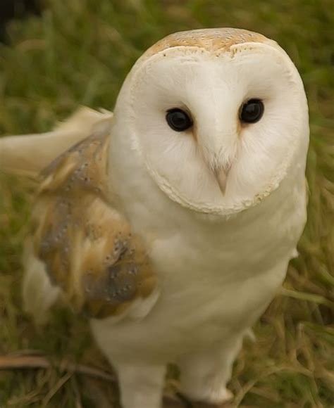 Barn Owls Are Mostly Known For Their Heart Shaped Face And Hearing