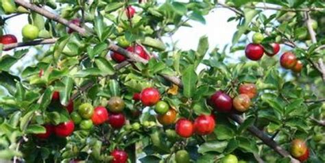 Malpighia emarginata, llamada comúnmente acerola, cerecita, manzanita o semeruco, nombre que recibe su fruto, es una especie de la familia semeruco que crece espontáneamente en américa central, las antillas y en las zonas tropicales húmedas de sudamérica. Semeruco: Fruto delicioso, nutritivo y ornamental ...