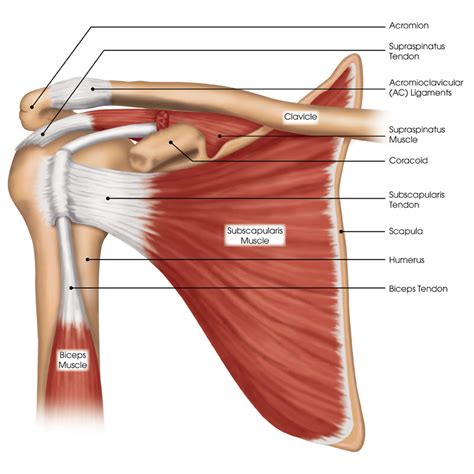 Muscles And Tendons In Shoulder Is Called Rotator Stock