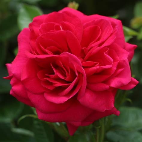 Truly Loved Uk Potted Rose Colin Gregory Roses Ltd