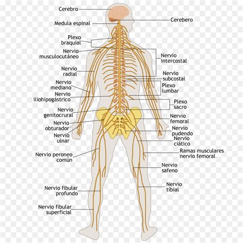 Labeled Diagram Body Systems Aflam Neeeak