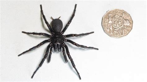Giant Funnel Web Spider Donated To Australian Reptile Park The Senior