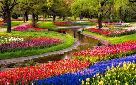 Garden Flowers Tulips Field Park Colorful Spring