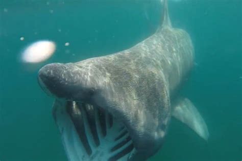Huge 23ft Basking Shark Filmed Feeding Off Uk Coast By Kayaker Mirror