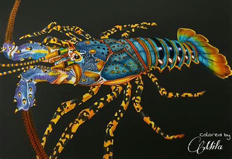 Lobster Drawing Lobster Art Spiny Lobster Coloring Contest Mural