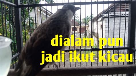 Suara Kutilang Jantan Memanggil Betina Youtube