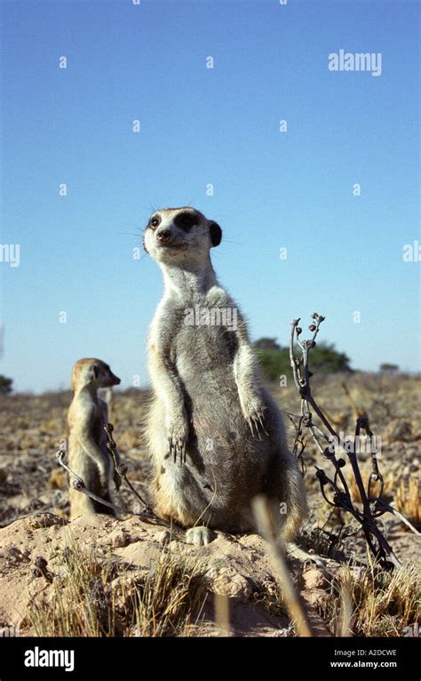 Alert Pregnant Meerkat Kalahari Desert South Africa Stock Photo Alamy