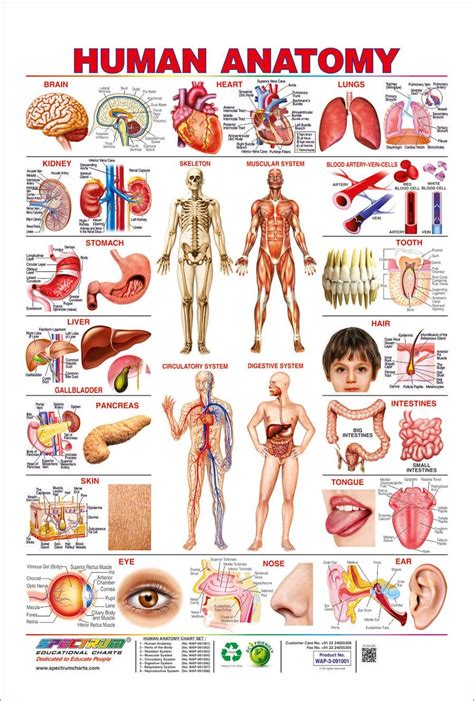 Anatomy Chart Of The Human Body ~ Anatomical Anatomy Diagrams