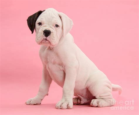 Black Eared White Boxer Puppy Photograph By Mark Taylor Fine Art America
