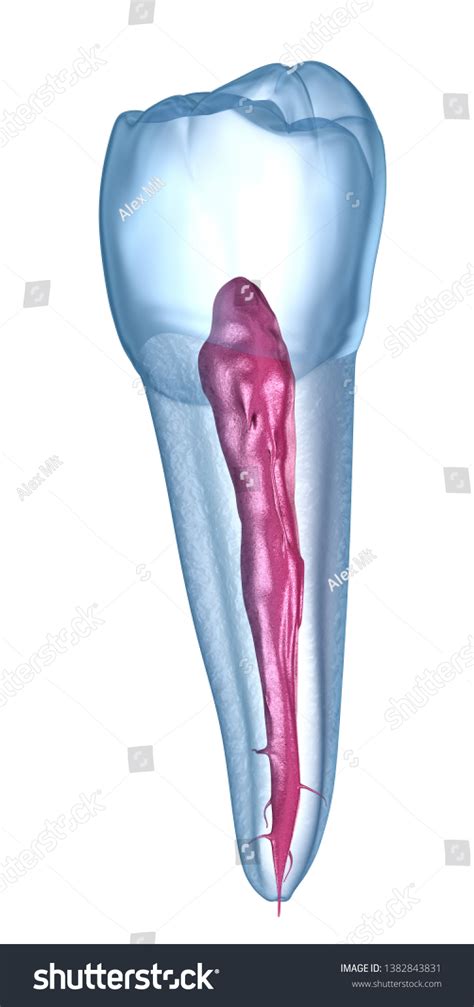 Dental Anatomy Mandibular Second Premolar Tooth Stock Illustration