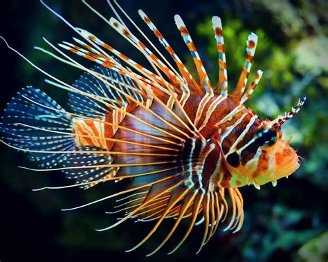 Lion Fish Now Available