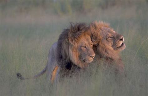 Durante Safári Na África Turistas Registram Cena De Dois Leões Machos