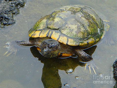 Japanese Pond Turtle Photograph By Yvonne Johnstone