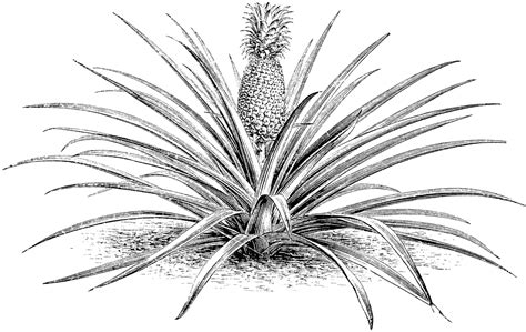 Pineapple Plant Clipart 20 Free Cliparts Download Images On