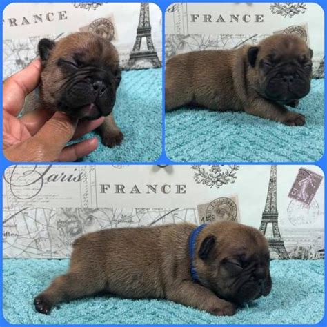 However, this breed also make excellent zac we have 5 beautiful full pedigree french bulldog puppies for sale. Amazing AKC French Bulldog Puppies!! "#sandmansfrenchbulldogs" for Sale in Fayetteville, North ...