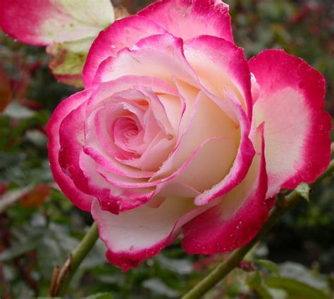 Disease Resistant Roses Make Gardening Life Easier Plant Something Oregon