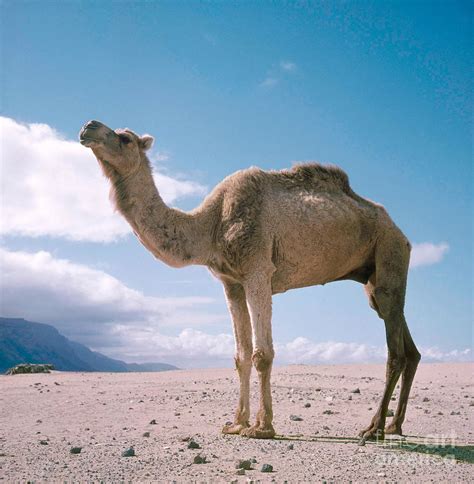 Dromedary Camel Camelus Dromedarius Photograph By Todd Webb Pixels