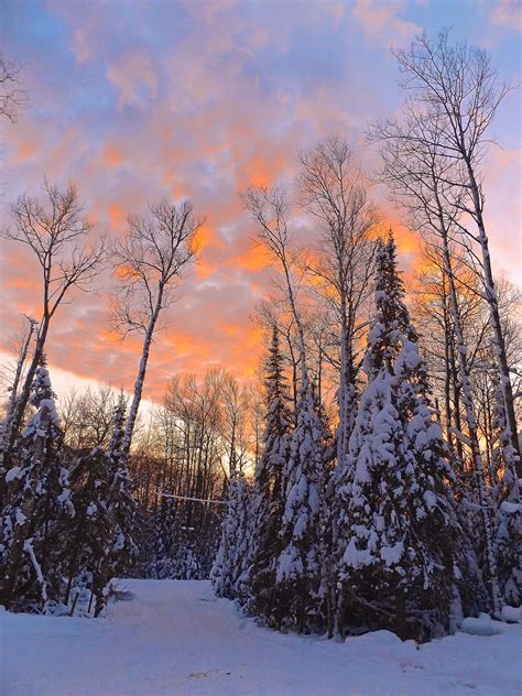 Free Images Tree Nature Forest Branch Mountain Snow