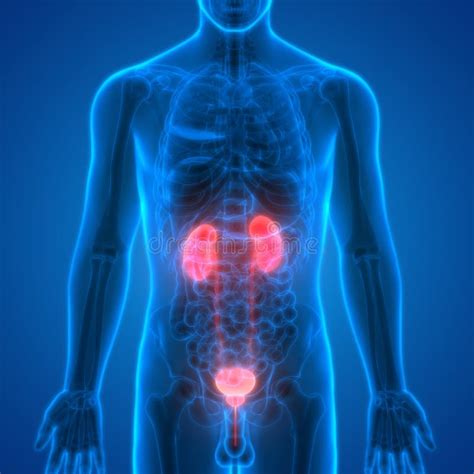 Human Body Organs Kidneys With Urinary Bladder Stock Illustration