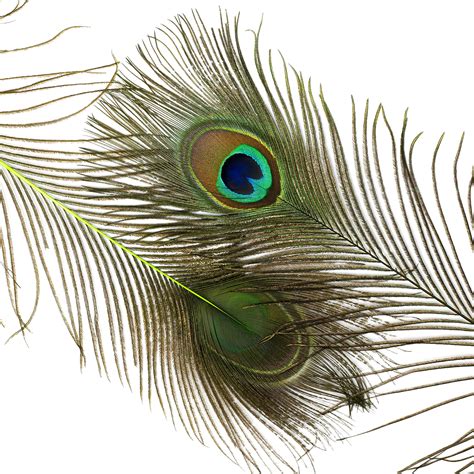 Lime Green Dyed Peacock Feathers, 25-40 inches Stem Dyed ...