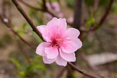 Peach Flower Free Photo On Pixabay Pixabay