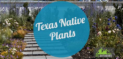 Texas Native Plants For Landscaping Gfl Outdoors