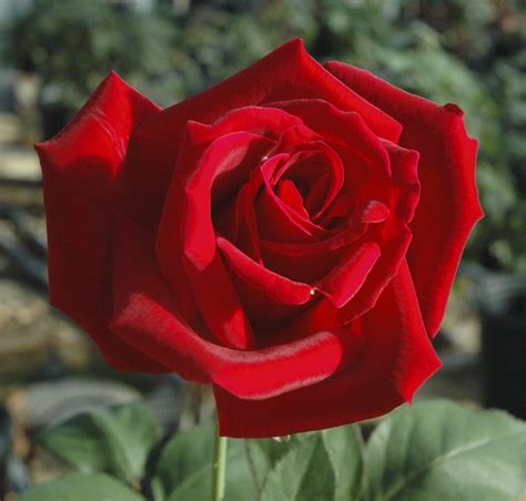Order by 10pm weekdays, 9pm weekdays. red-hybrid-tea-mr-lincoln Best red hybrid tea of all time ...