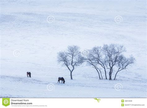Bashang Grassland In Winter Stock Image Image Of Morning Grass 48012639