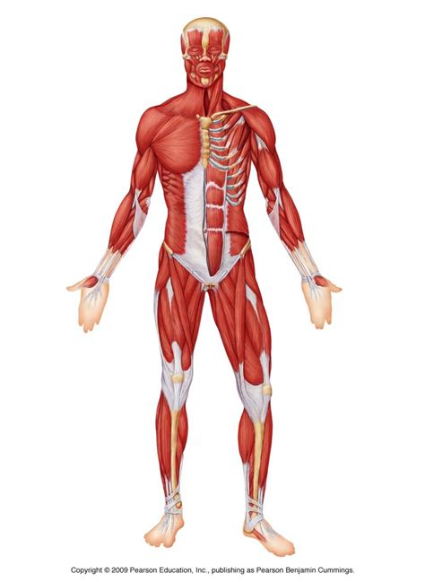 Label the indicated anterior muscles of the body. Pin on biology