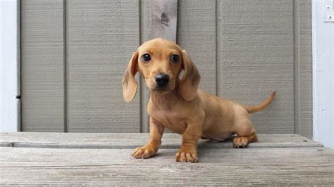 All our dachshunds puppies for sale come with the following. Miniature Dachshund Puppy for Sale in Sheboygan, Wisconsin ...