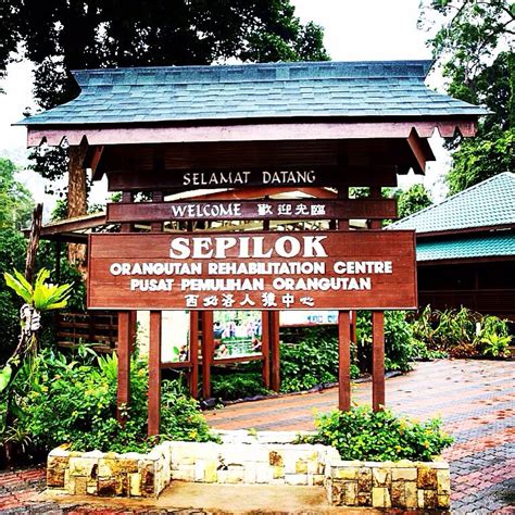 If you or someone you know if affected by addiction and is looking. How to travel to Sepilok rehabilitation centre, Borneo ...