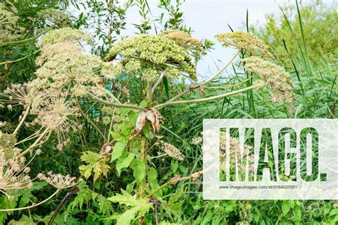 Giant Hogweed Heracleum Mantegazzianum Poisonous Plant Growing Nearby