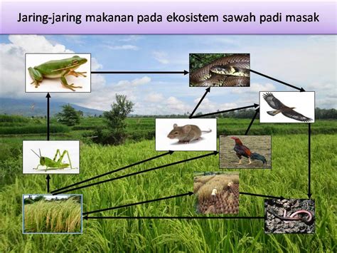 Sistem Organisasi Makhluk Hidup Biologi Edukasi Belajar Sains Biologi