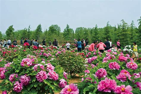 Luoyang The Cultural Fragrance Of Peony Youlin Magazine