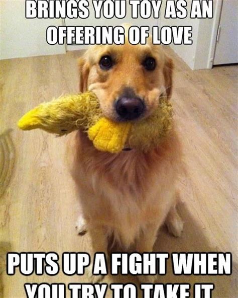 Smiling Golden Retriever Meme Funny Golden Retriever Memes That Will