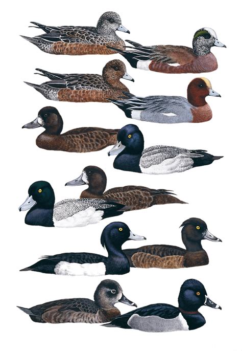 Wigeons And Diving Ducks Travellers Wildlife Guide