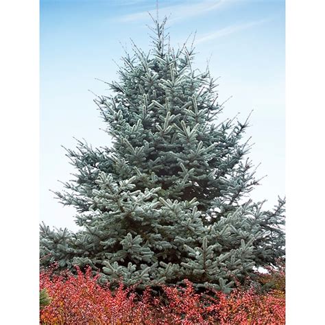 127 Gallon Hoopsi Blue Spruce Feature Tree In Pot L4101 In The Trees